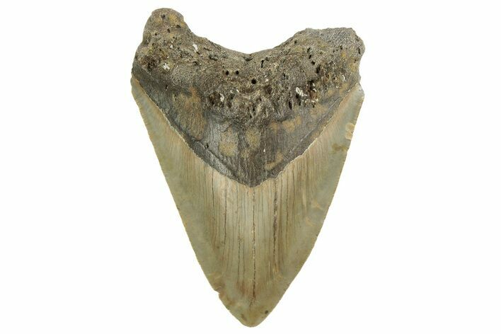Serrated, Fossil Megalodon Tooth - North Carolina #219476